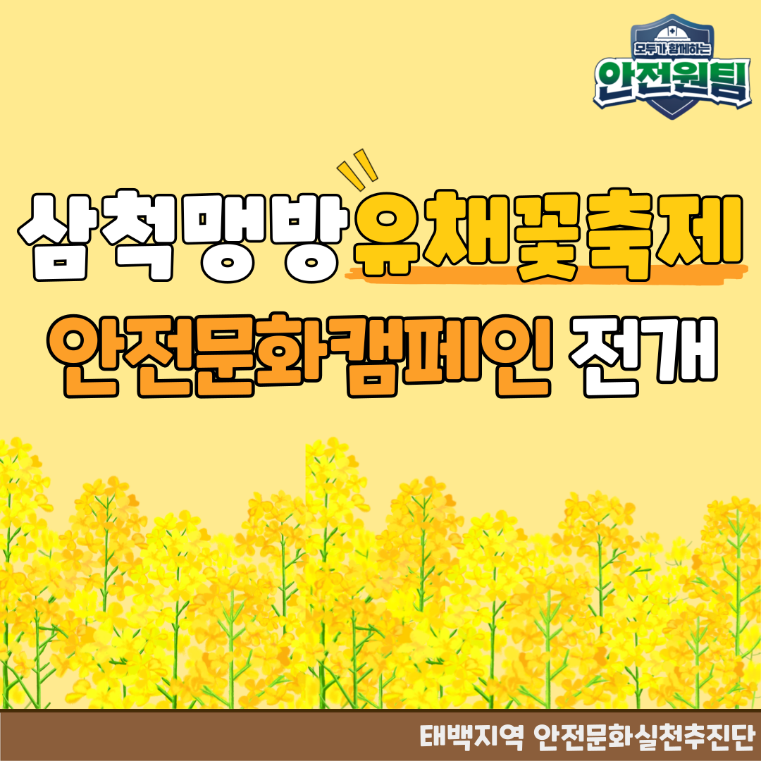 [태백] 삼척맹방유채꽃축제 안전문화 캠패인 전개